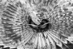 Macro view of a featherduster photoshop converted to B & ... by Michael Schlenk 